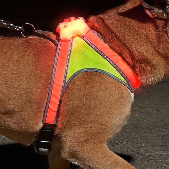 A dog wearing a LightHound reflective harness with a light on it.