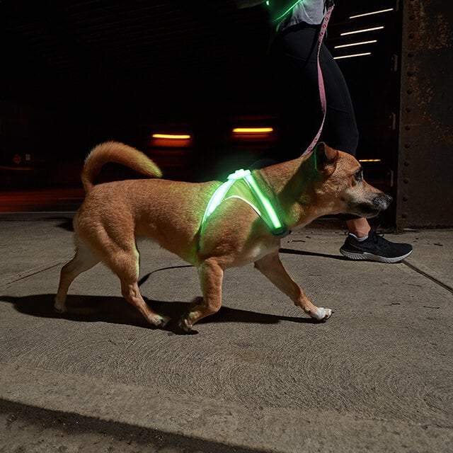 High visibility dog harness hotsell