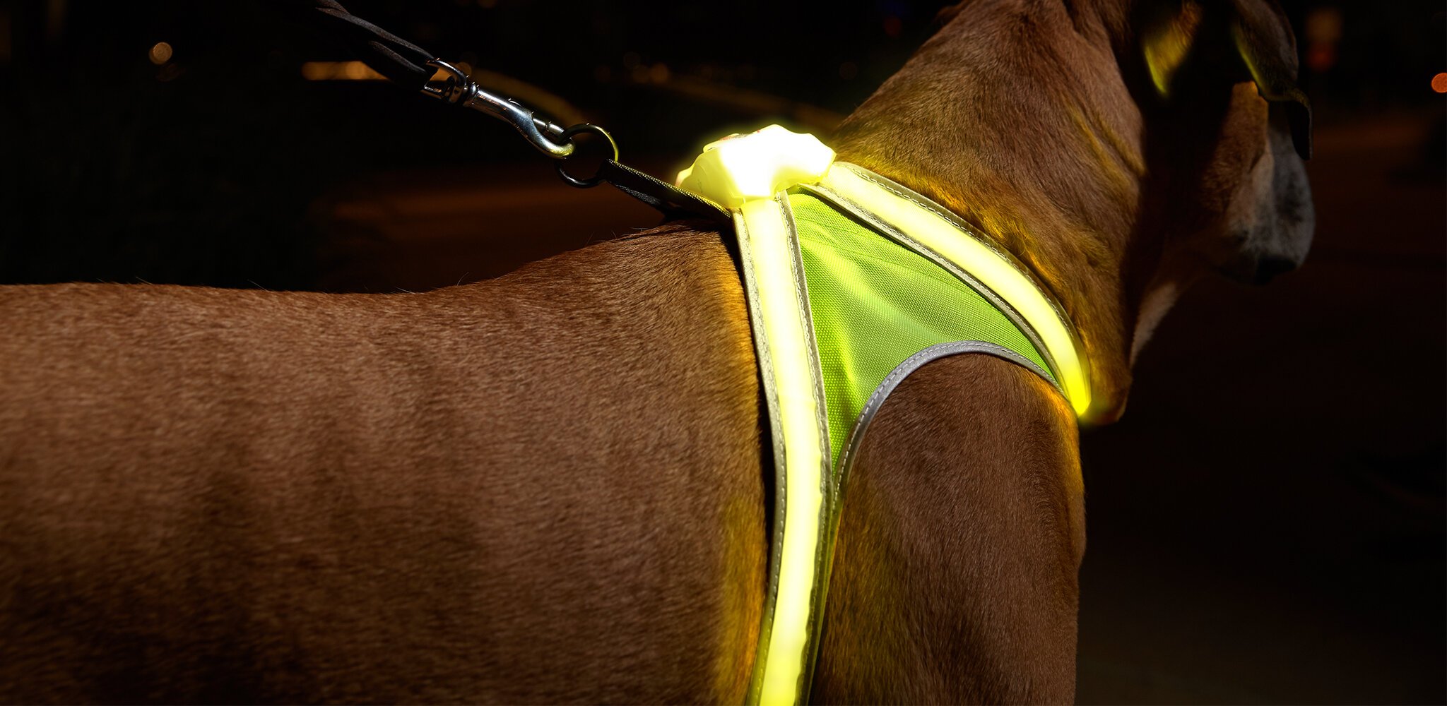 Universal LED Silicon Leuchtie für Hunde (Hunter)