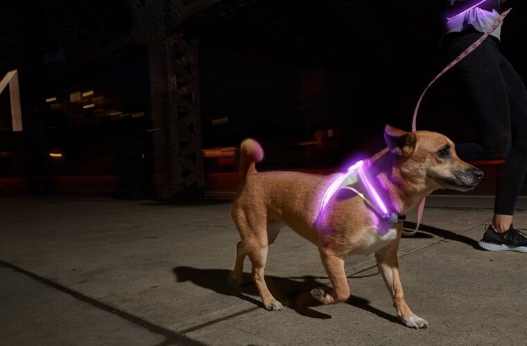 light up leashes for dogs
